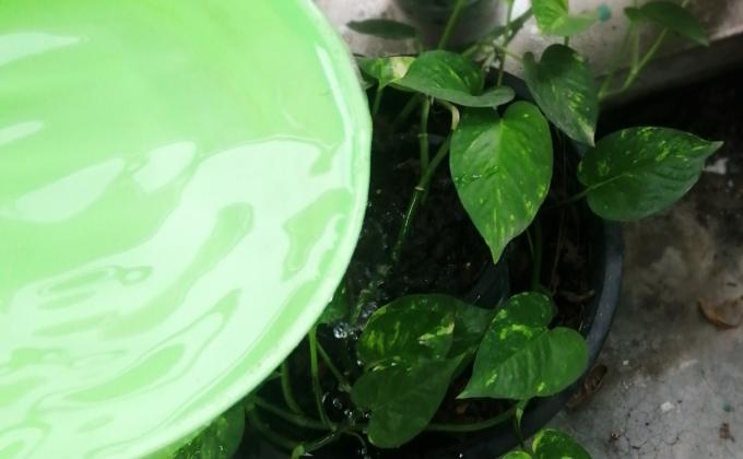 รดน้ำต้นไม้