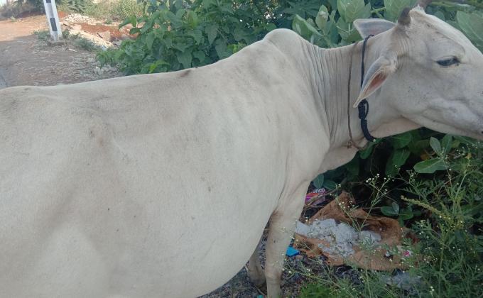 SUSTAINABLE DEVELOPMENT GOALS, UNIT LEADER, RANGERS AND ROVERS, S. B. SC. H. S. SCHOOL KONISI GANJAM 