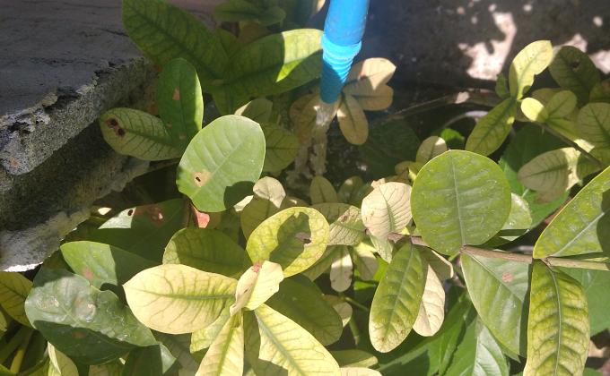 จิตอาสา