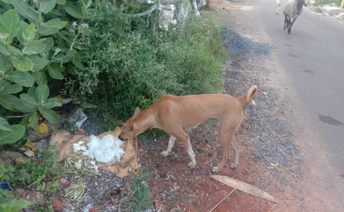 feed the hunger, climate action, life on land, Monalisa Das 