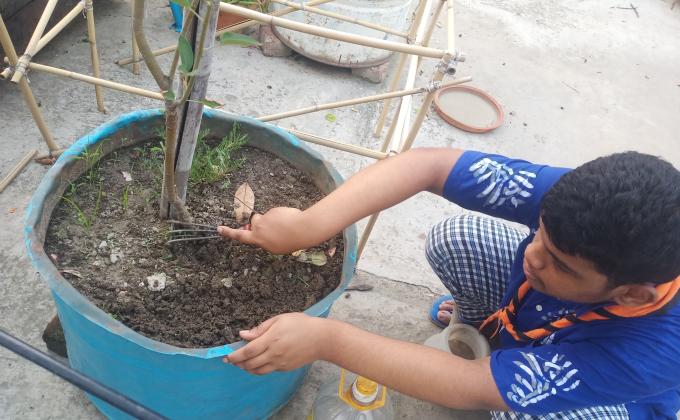 গাছ পরিষ্কার করা 