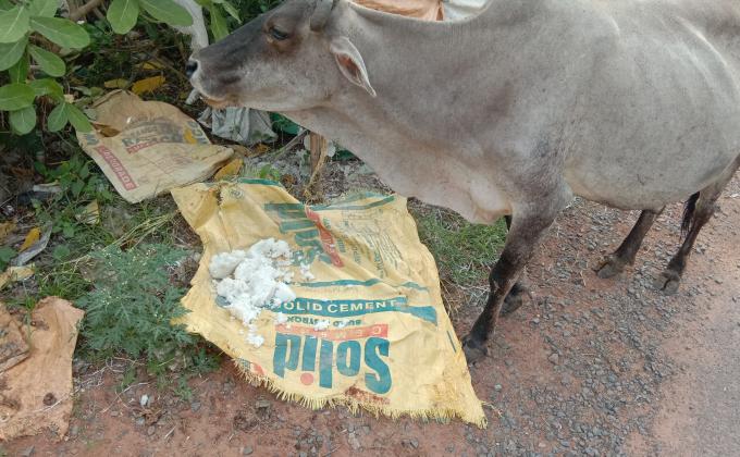 ##zero hunger ##feed the need ##climate action ##friends to birds and animals ##bsgsankalp ##BSGindia 