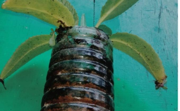 PROJECT PEACE planted tree