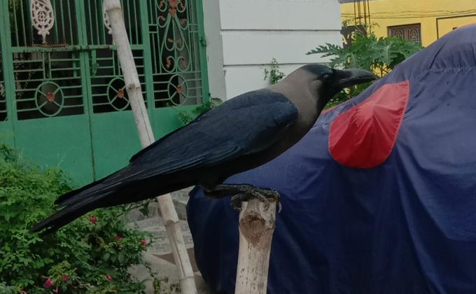 ##no hunger ##feed the need ##climate action ##life on land ##bsgsankalp Monalisa Das Ranger leader S. b. sc. h. s. school konisi Ganjam 