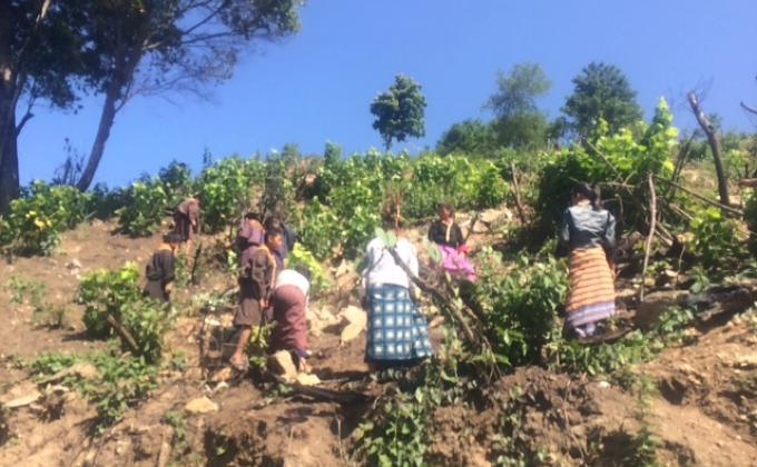 Broom plantation
