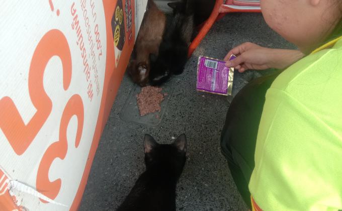 ให้อาหารแมวจรจัด