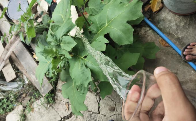 รดน้ำต้นไม้