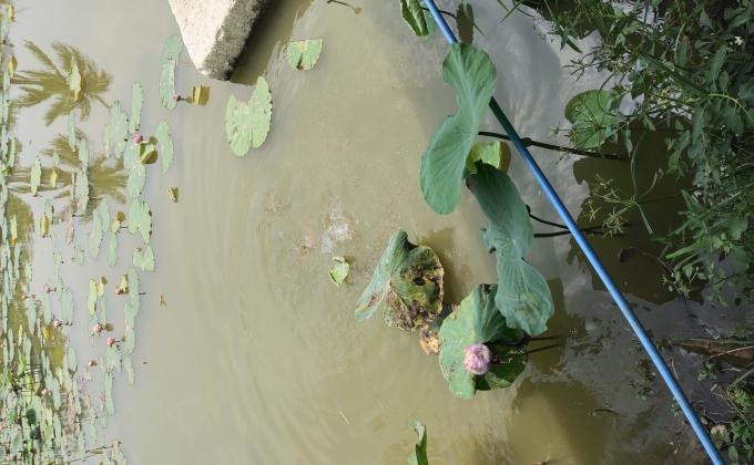 ให้อาหารปลาในบ่อ