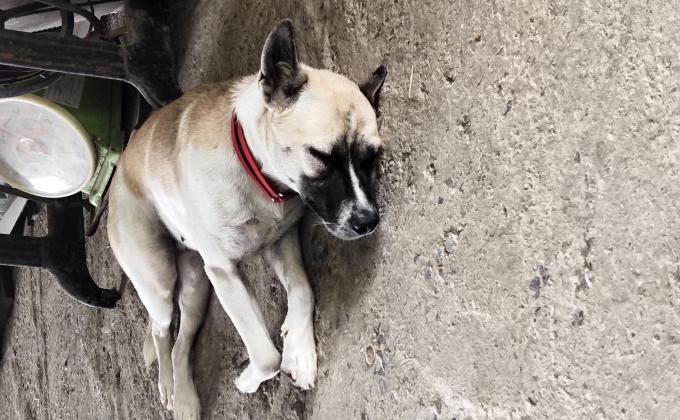 ให้อาหารหมาจนหลับ