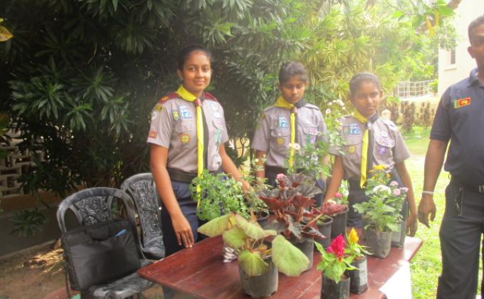 Funds raising to the Nethrelee church Colombo by selling plants