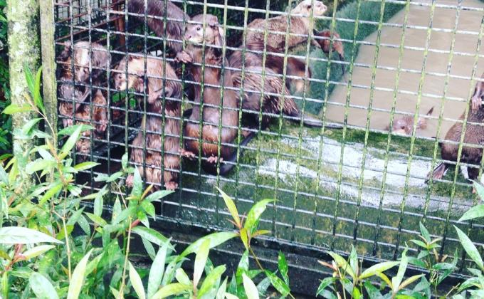 Kasihkan Binatang! Sukarelawan di Zoo Negara !