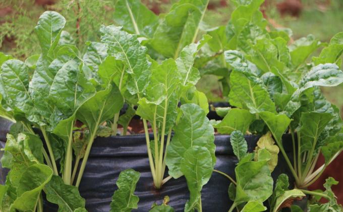 Scouting for Hope Kenya progresses in Smart Agriculture