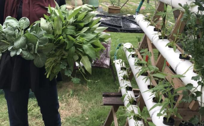 Messengers of Peace: Hydroponic and Aquaponic, Nature's True Hero!