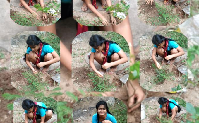 Plantations of more plants for less pollution