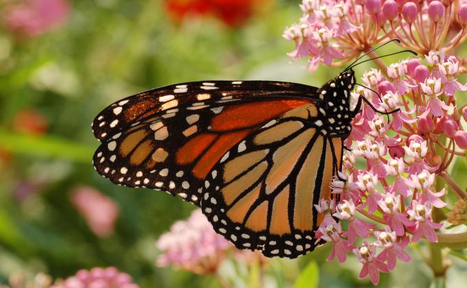 Monarchs For Peace
