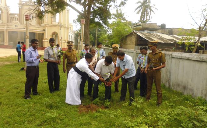 Tree Plantation