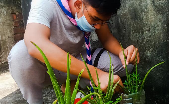 Tree Plantation At Home
