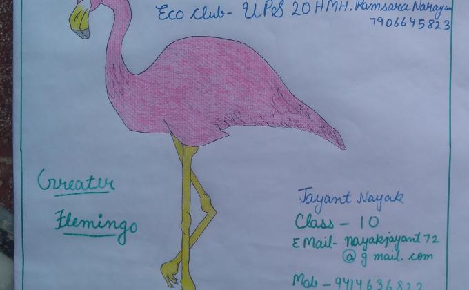 विश्व प्रवासी पक्षी दिवस