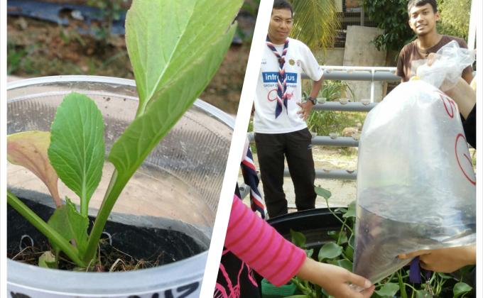 RELEASING CATFISHES AS NUTRIENTS SUPPLIER (SWA UPDATE 7)