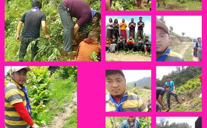 Transplant hazelnut.