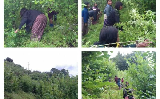 beautifying the campus 