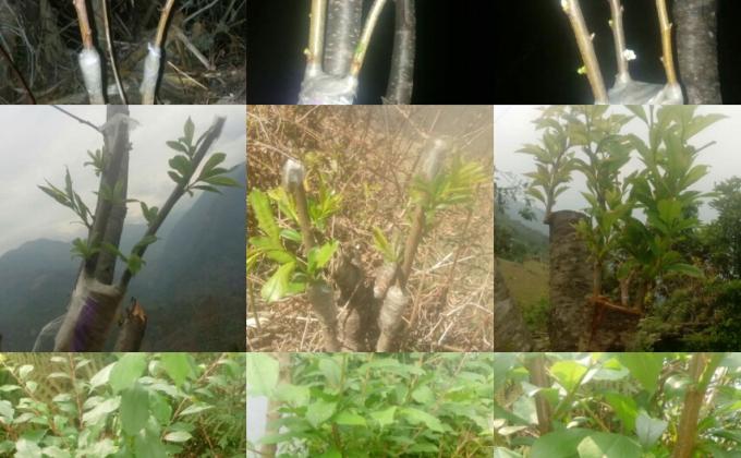Applying the concept of vegetative propagation and increasing the yield of fruits of poor people