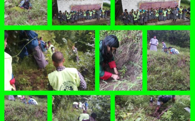 plantation of hazelnut on international day.