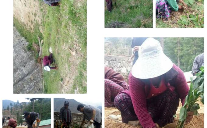 Tree plantation 