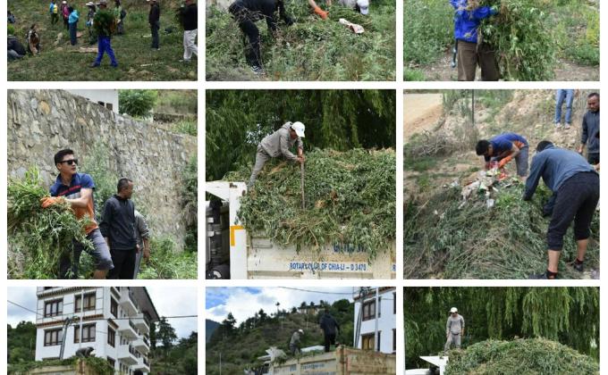 Uprooting the marujuna