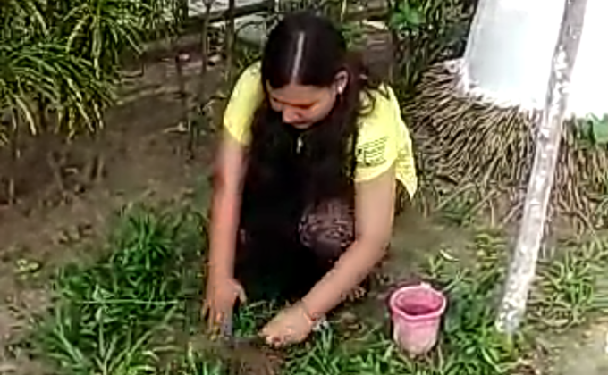 Tree Plantation
