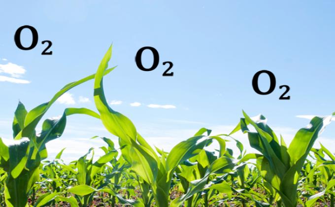 Care trees and grow oxygen 