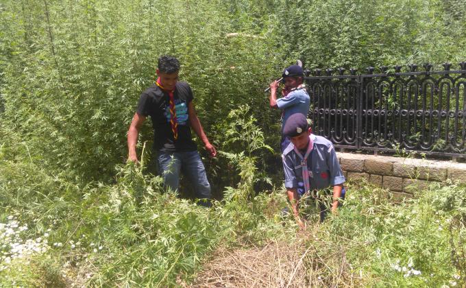 bhang ukhado aandolan in kullu city