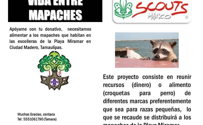 Vida entre mapaches 