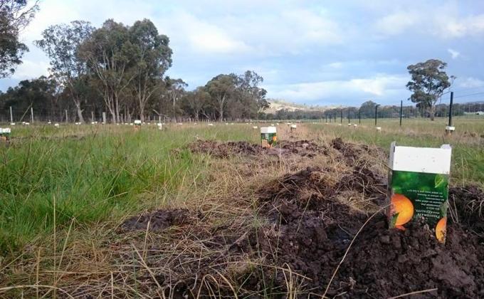 Regent Honeyeater Project 2015