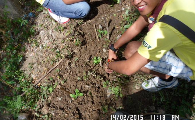 late upload Eggplant planting Cabanatuan city council NSTP