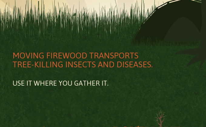 Invasive Tree Pests: Walnut Tree Monitoring Study, Eastern Hemlock Tree Planting, "Don't Move Firewood" Campaign