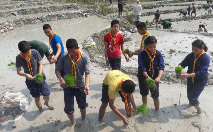 Paddy Plantation