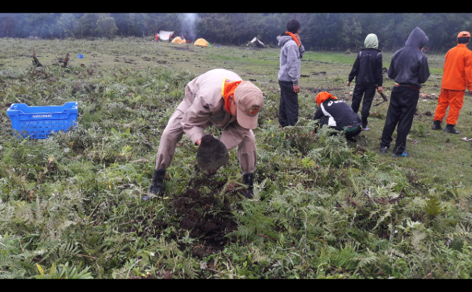 Plant a tree. Save world