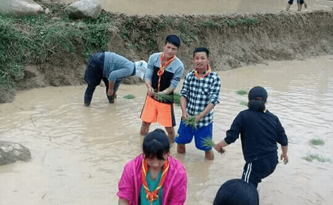 Paddy cultivation