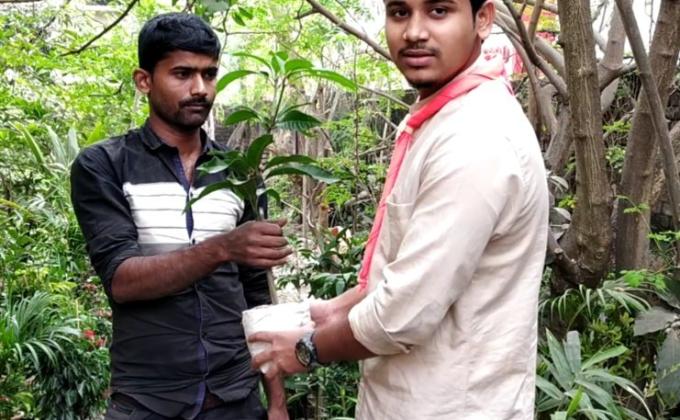 Tree Plantation