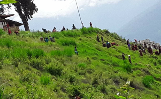 planting small trees at takila guru statue   