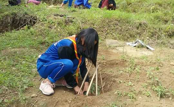 Tree plantation