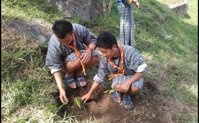 Tree plantation 