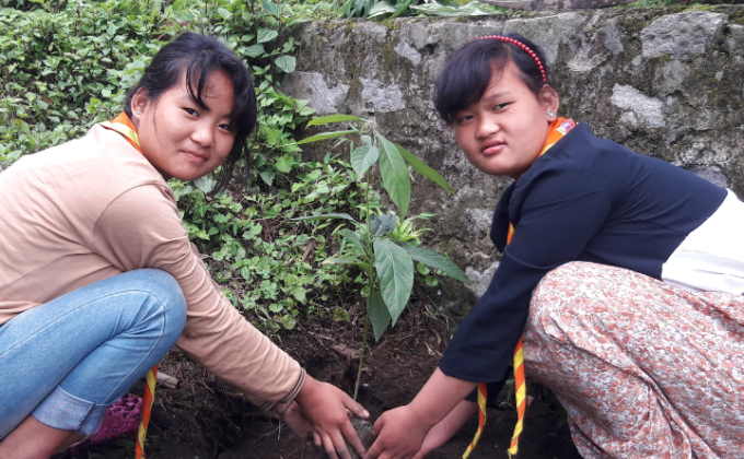 Avocado plantation