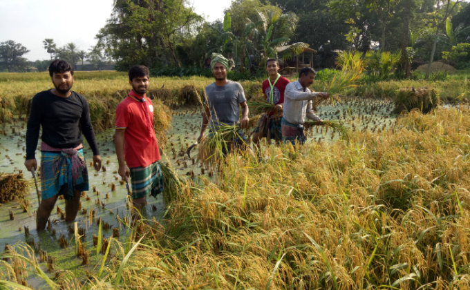 দারিদ্র্য কৃষকের ধান কর্তন