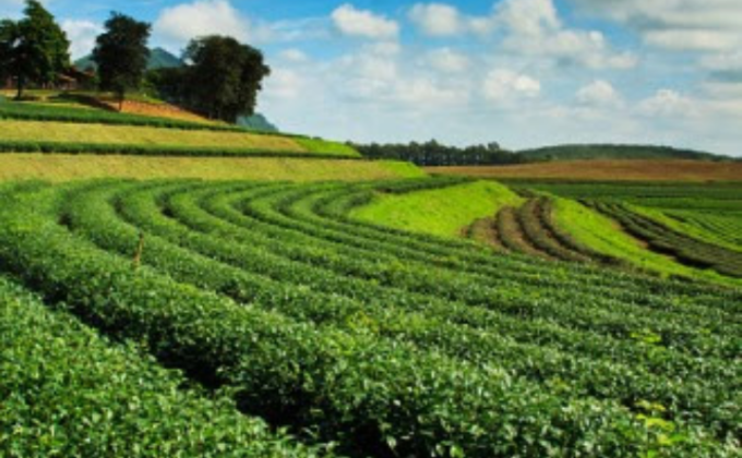 plantation
