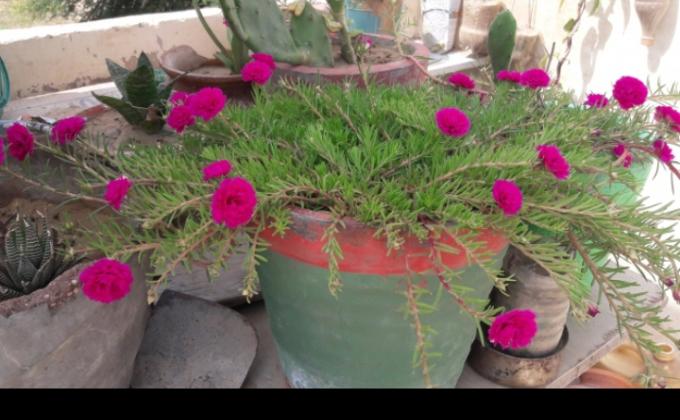 औषधीय पौधे