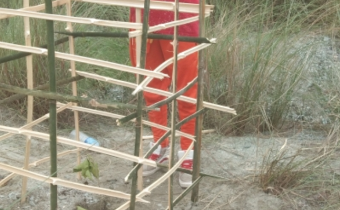 plant trees for better life