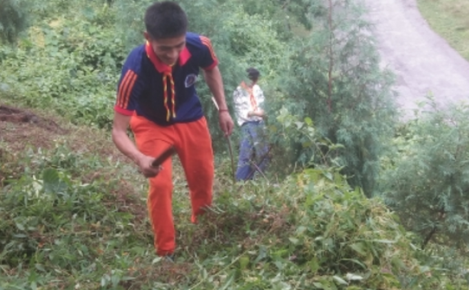 clean surrounding for better growths of trees