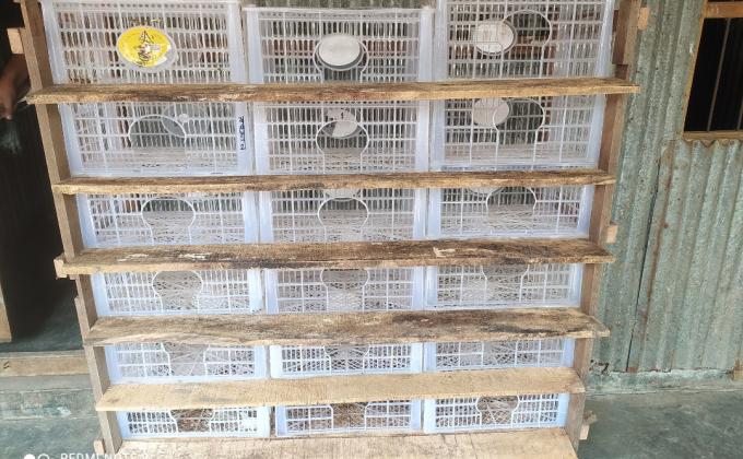 কবুতর পালনের জন্য প্লাস্টিকের খাঁচা দিয়ে ঘর তৈরি  কবুতর পালন আমার শখের কাজ । কবুতর পালনের জন্য আরো একটি ঘর/ খোপ   তৈরি করলাম। আমি এবং আমার সাথে আরো ২ জন বন্ধু । এই ঘরটি প্লাস্টিকের খাঁচা দিয়ে তৈরি করলাম। ফল-মূল বিক্রি করে যেসব খাঁচা দিয়ে তাই দিয়ে আমার